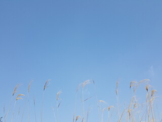 reeds and sky