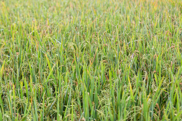 Green terraced rice fields in rainy season at Mu Cang Chai, Vietnam