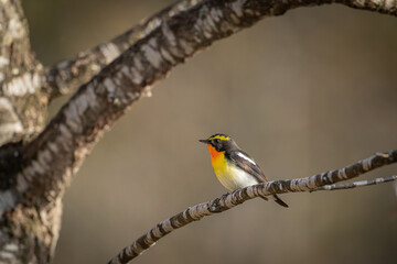 北海道の5月、キビタキの春。
