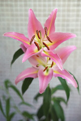 Beautiful blooming pink lily flower with pollens growing up indoors in spring