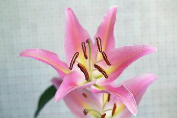 Beautiful blooming pink lily flower with pollens growing up indoors in spring