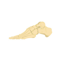Foot Bone from side Vector flat design graphic 2d HD