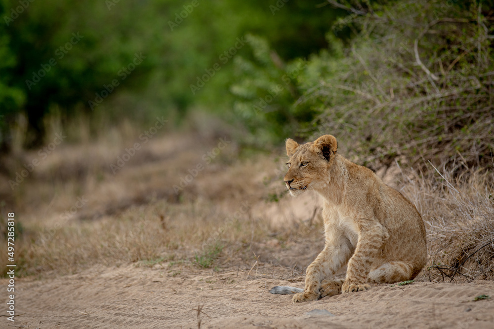 Wall mural lion cub sitting in the sand in the kruger.