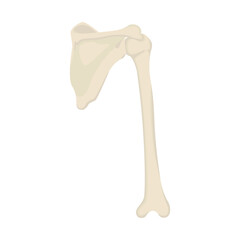 shoulder blade Bone Vector flat design graphic 2d HD