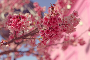 Cerezo en flor