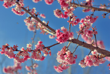 Cerezo en flor