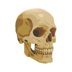 Skull Bone Vector flat design graphic 2d HD