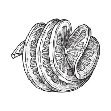 Hand drawn sliced lemon, decoratively served. Isolated vector illustration.