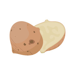 Bengkoang Jicama Indonesia Fruit Vector flat design graphic 2d HD