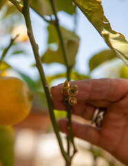 A woman's hand is holding new growing or tiny lemons growing on the tree.