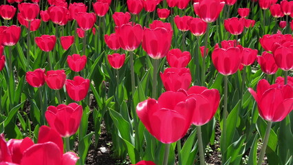 Many red and burgundy tulips sway in the wind in an open space in the park. Concept of a greeting card for valentines day, mothers day, international womens day, flower delivery. 