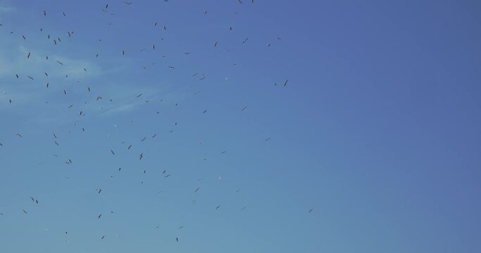 Seagulls flying in the sky 4k 50fps