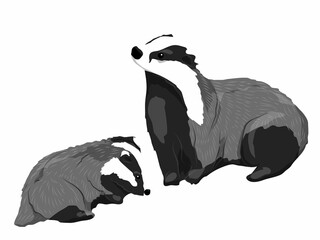 Mother badger and her cub. Forest wild animals of Europe. vector animals © AnnstasAg
