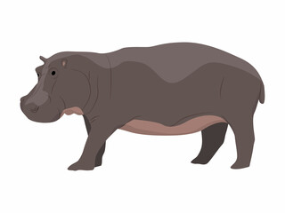 Hippopotamus. African wild animal. Realistic vector