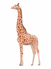 Giraffe sideways. wild animals of africa. realistic vector animal