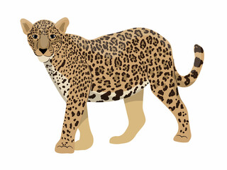 Jaguar. Wildlife of the rainforests of the Amazon and South America. Realistic Vector animal