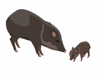 Peccary and her cub. Javelina or skunk pig. Wild animals of South America. Realistic vector