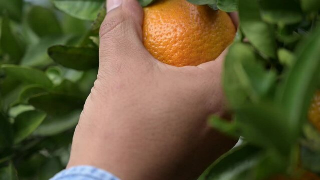 farmer hand cutting amazing orange