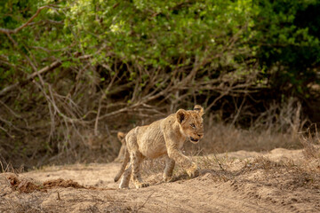 Lion cub walking in the sand in Kruger.