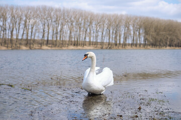 profile of white swan on blue misty lake