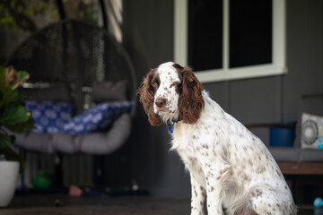 Relaxed Springer Spaniel sitting on porch