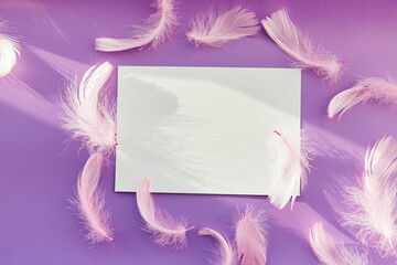 White mockup with pink feathers and shadows. Happy birthday, invitation, anniversary festive holidays wishing concept. Purple color background. Place for text
