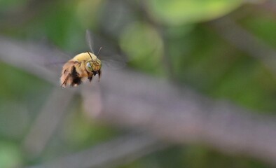 Close up of a Carpenter bee in flight