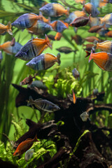 aquarium fish