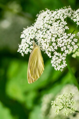 Papillon, Piéride de la rave sur une fleur de Pimpinella Major