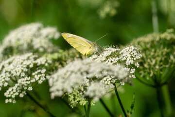 Papillon, Piéride de la rave sur une fleur de Pimpinella Major
