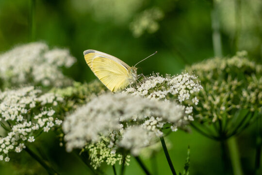 Papillon, Pi&eacute;ride de la rave sur une fleur de Pimpinella Major