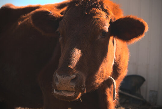 Closeup Of A Brown Dairy Shorthorn Cow Grazing In The Farm