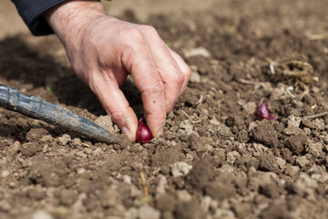 Distancing onion seeds in home agricultural garden
