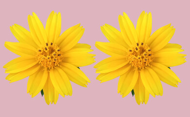 Closeup, Two yellow mexican aster flower ( cosmos.) blooming isolated on pastel magenta background for stock photo. houseplant, spring floral