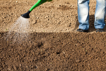 Watering the fresh seeded vegetables