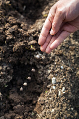 Planting seeds (beans) of black beans