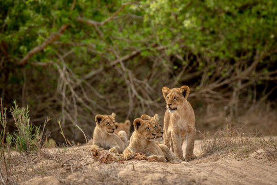 Lion cubs in the sand of a dry riverbed in the Kruger National Park, South Africa.
