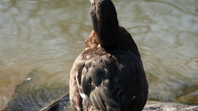Tufted duck (Aythya fuligula) close-up with Eurasian wigeon (Mareca penelope) swimming in a pond