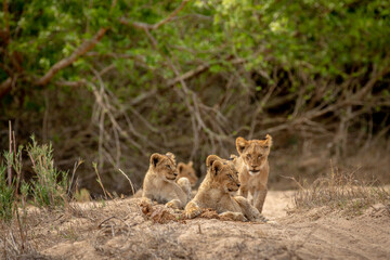 Naklejka na ściany i meble Lion cubs in the sand of a dry riverbed in the Kruger National Park, South Africa.