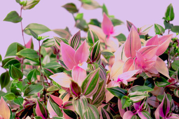 Colorful tradescantia plant foliage against the soft purple background