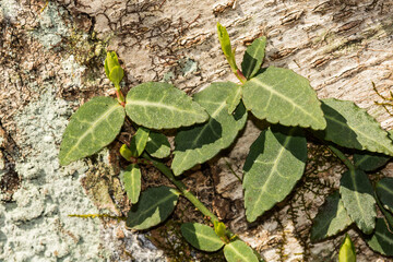 Fortune's Spindle - Eunoymus fortunei