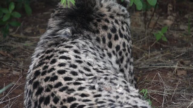 cheetah washes, back view