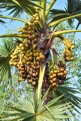 close-up shot of the palm fruits on a palm tree.