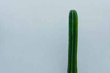 Cactus Euphorbia