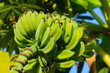 Green bananas