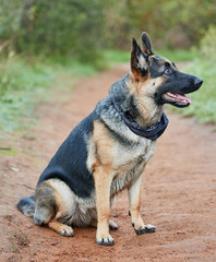 Dogs lives are too short. Their only fault, really. Shot of an adorable german shepherd sitting in a forest.