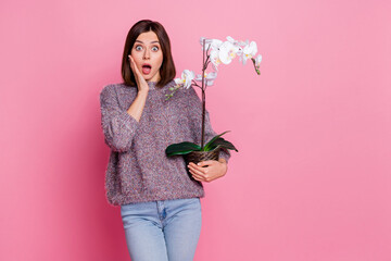 Portrait of attractive amazed stunned girl holding in hands white orchid isolated over pink pastel color background