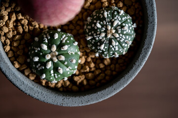 Astrophytum cactus close up with Akadema stone in concrete pot on isolated brown background