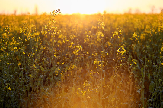 Summer sunny rapeseed field at sunset. Bio Plant. Natural background. Bokeh on foreground. Cultivated mainly for its oil-rich seed, which naturally contains appreciable amounts of erucic acid