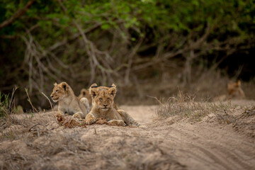 Lion cubs in the sand of a dry riverbed.